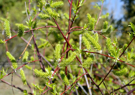 Цветущая ива остролистная (Salix acutifolia Willd.) Стоковое фото, фотограф Ирина Борсученко / Фотобанк Лори