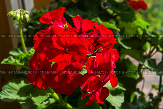 Цветущая красная герань (Пеларгония зональная, лат. Pelargonium zonale) Стоковое фото, фотограф Сергей Рыбин / Фотобанк Лори