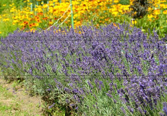 Цветущая лаванда узколистная (Lavandula angustifolia Mill.) в парке. Стоковое фото, фотограф Ирина Борсученко / Фотобанк Лори