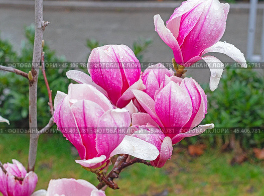 Цветущая магнолия весной. Magnolia Sulanjana flowers with petals in the spring season. Стоковое фото, фотограф Татьяна Д / Фотобанк Лори
