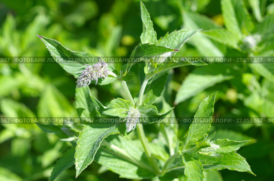 Цветущая мята длиннолистная (лат. Mentha longifolia) Стоковое фото, фотограф Елена Коромыслова / Фотобанк Лори
