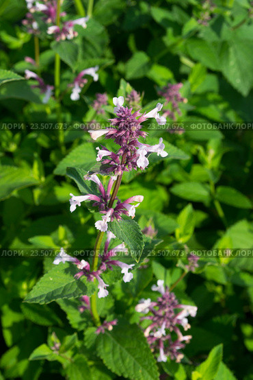 Цветущая мята полевая (Mentha arvensis) Стоковое фото, фотограф Светлана Шимкович / Фотобанк Лори