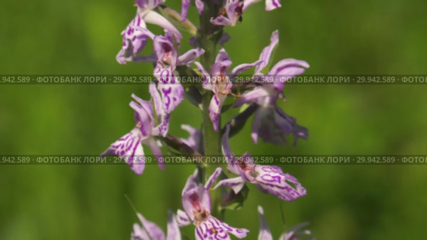 Цветущая орхидея пальчатокоренник. Flowering spotted orchid. Стоковое видео, видеограф Евгений Романов / Фотобанк Лори