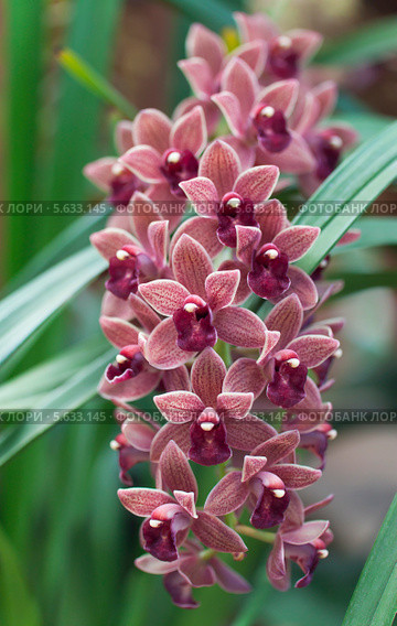 Цветущая орхидея - Цимбидиум (Cymbidium) Стоковое фото, фотограф Наталья Волкова / Фотобанк Лори