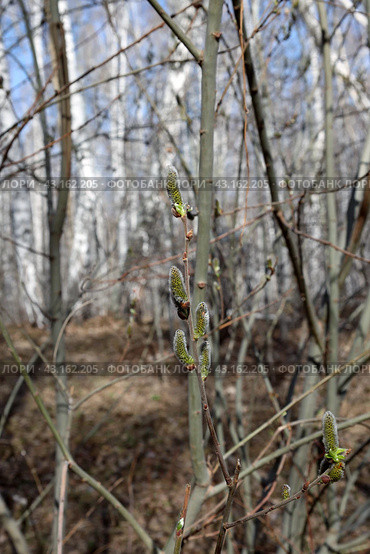 Цветущая осина (лат. populus tremula) выпустила в лесу соцветия (сережки). Весенний лесной пейзаж. Стоковое фото, фотограф Наталья Сухорукова / Фотобанк Лори