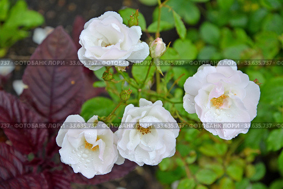 Цветущая роза многоцветковая (Rosa multiflora Thunb.). Крупный план. Стоковое фото, фотограф Ирина Борсученко / Фотобанк Лори