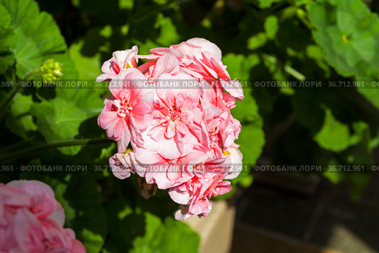 Цветущая розовая герань (Пеларгония зональная, лат. Pelargonium zonale). Стоковое фото, фотограф Сергей Рыбин / Фотобанк Лори