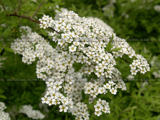 Цветущая Спирея серая Grefsheim (Spiraea cinerea Zabel) Стоковое фото, фотограф Ирина Борсученко / Фотобанк Лори