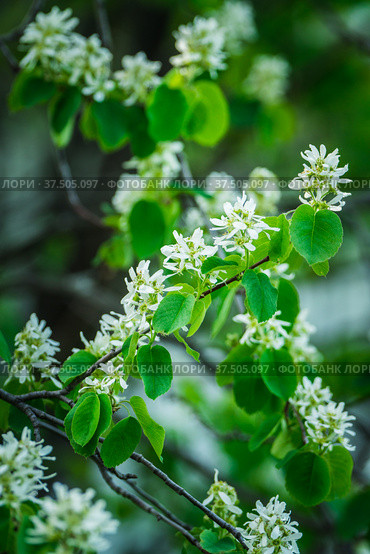 Цветущая ветка ирги (лат. Amelanchier) весной в саду. Стоковое фото, фотограф Андрей Пустякин / Фотобанк Лори
