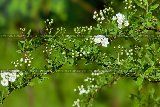 Цветущая ветка Спирея серая Grefsheim (Spiraea cinerea Zabel) Стоковое фото, фотограф Татьяна Белова / Фотобанк Лори