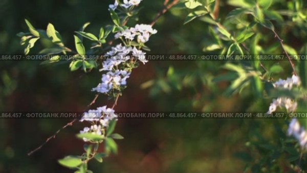 Цветущее дерево. Стоковое видео, видеограф Клопотовская Мария / Фотобанк Лори