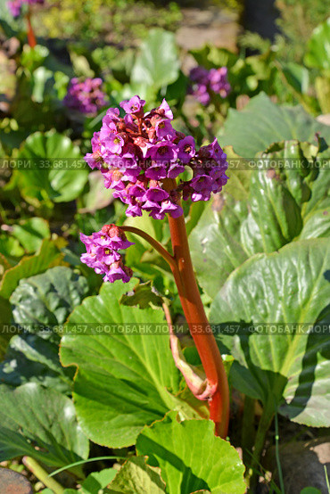 Цветущий бадан толстолистный  (Bergenia crassifolia (L.) Fritsch) Стоковое фото, фотограф Ирина Борсученко / Фотобанк Лори