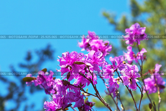 Цветущий байкальский багульник на фоне синего неба (лат.Rhododendron dauricum). Ольхон. Байкал. Стоковое фото, фотограф Виктория Катьянова / Фотобанк Лори