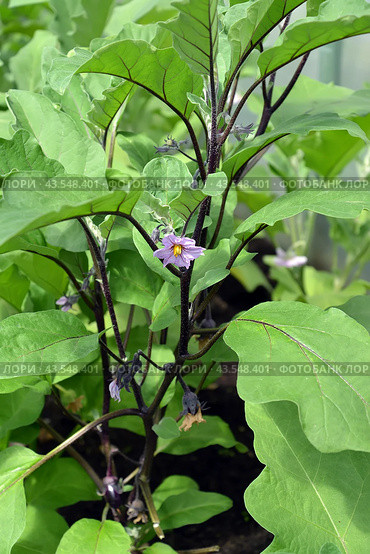 Цветущий  баклажана (Solanum melongena l.) Стоковое фото, фотограф Ирина Борсученко / Фотобанк Лори