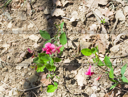 Цветущий дикорастущий душистый горошек (лат. Lathyrus odoratus). Крым, апрель. Стоковое фото, фотограф Сергей Рыбин / Фотобанк Лори