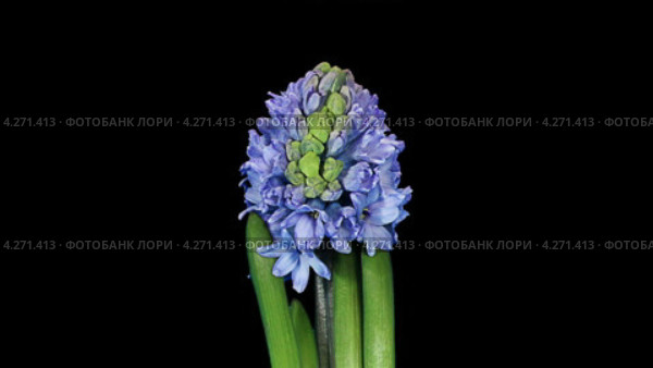 Цветущий голубой гиацинт (Hyacinthus) Стоковое видео, видеограф Артем Поваров / Фотобанк Лори