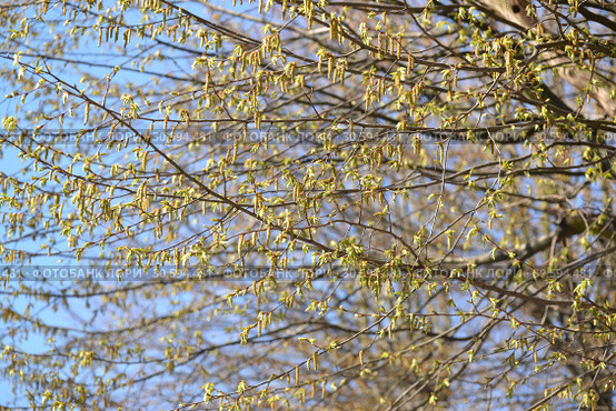 Цветущий граб обыкновенный (Carpinus betulus L.) Стоковое фото, фотограф Ирина Борсученко / Фотобанк Лори