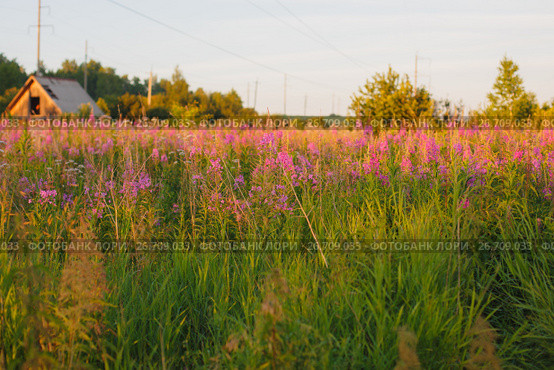 Цветущий иван-чай в закатном свете, Кипрей (Epilobium angustifolium) Стоковое фото, фотограф Иван Карпов / Фотобанк Лори