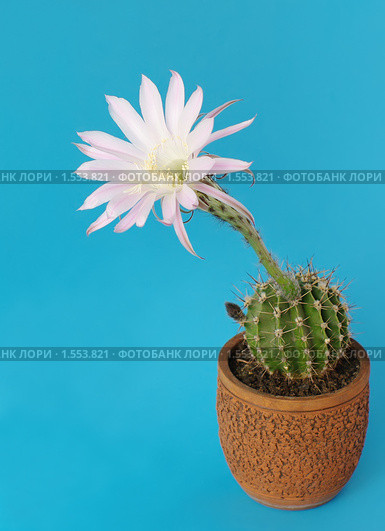 Цветущий кактус Echinopsis hybrid. Стоковое фото, фотограф Галина Хорошман / Фотобанк Лори