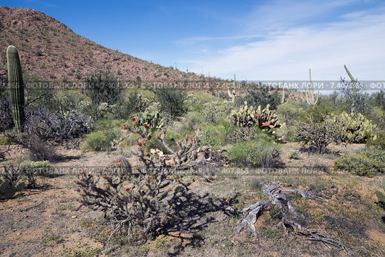 Цветущий кактус обратнорогий чойя (Cylindropuntia versicolor) в пустыне Сонора. Национальный парк Сагуаро, Аризона (2015 год). Стоковое фото, фотограф Ирина Кожемякина / Фотобанк Лори