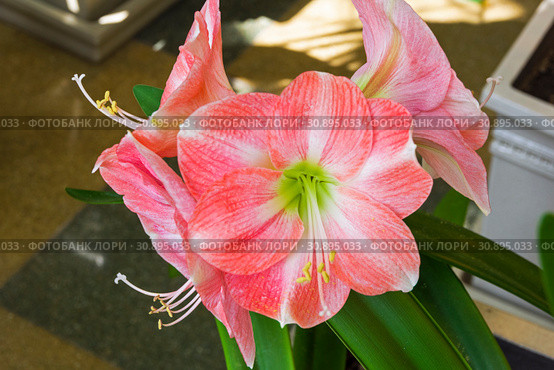 Цветущий красно-белый гиппеаструм (Hippeastrum hybridum) Стоковое фото, фотограф Сергей Рыбин / Фотобанк Лори