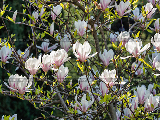Цветущий куст магнолии Суланжа, сорт «Альба Суперба» (Magnolia × soulangeana ‘Alba Superba’) с бело-розовыми цветками. Стоковое фото, фотограф Сергей Никифоров-Гордеев / Фотобанк Лори