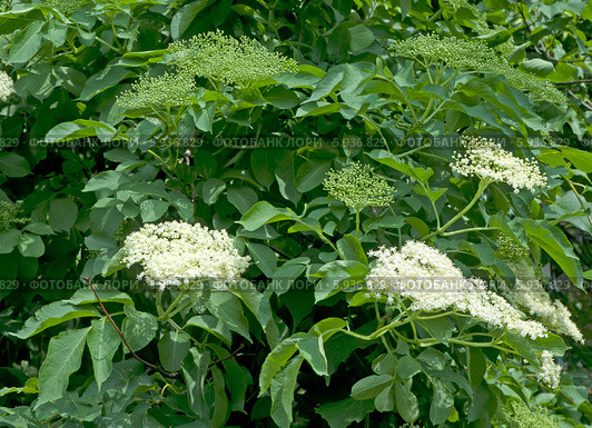 Цветущий кустарник бузины (Caprifoliaceae) Стоковое фото, фотограф Svet / Фотобанк Лори