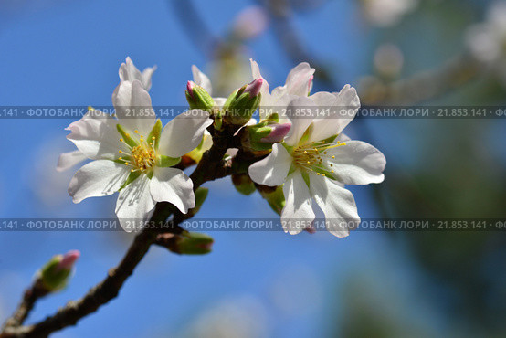 Цветущий Минда́ль (лат. Prunus dulcis) Стоковое фото, фотограф Игорь Архипов / Фотобанк Лори