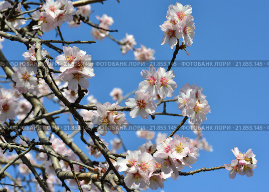 Цветущий Минда́ль (лат. Prunus dulcis) Стоковое фото, фотограф Игорь Архипов / Фотобанк Лори