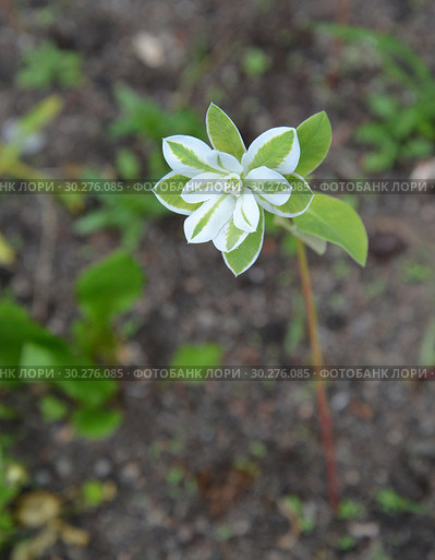 Цветущий молочай окаймлённый (Euphorbia marginata) Стоковое фото, фотограф Ирина Борсученко / Фотобанк Лори