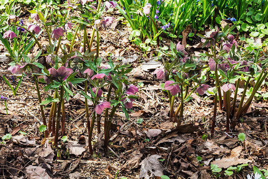 Цветущий морозник пурпурный (helleborus purpurascens) в ботаническом саду весной. Стоковое фото, фотограф Наталья Волкова / Фотобанк Лори