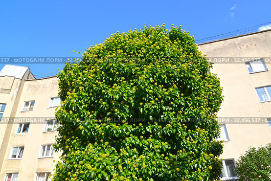 Цветущий плющ обыкновенный (Hedera helix L.) на фоне жилого дома. Стоковое фото, фотограф Ирина Борсученко / Фотобанк Лори