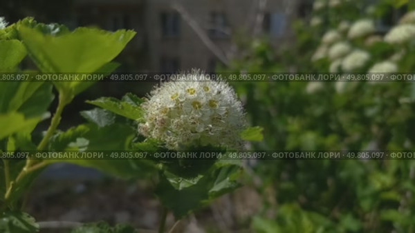 Цветущий пузыреплодник. Стоковое видео, видеограф Larchenko Alexei / Фотобанк Лори