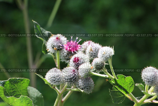 Цветущий репейник, лопух большой (Arctium lappa L.) © Ирина Борсученко / Фотобанк Лори. Стоковое фото, фотограф хохрякова альбина накиповна / Фотобанк Лори