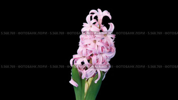 Цветущий розовый гиацинт, таймлапс (Hyacinthus) Стоковое видео, видеограф Артем Поваров / Фотобанк Лори