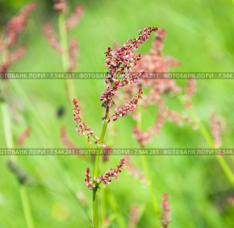 Цветущий щавель кислый, или обыкновенный (Rumex acetosa) Стоковое фото, фотограф Алёшина Оксана / Фотобанк Лори