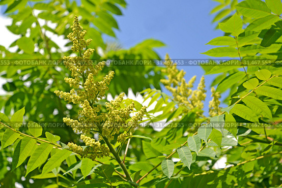 Цветущий сумах дубильный (Rhus coriaria L.) на фоне неба. Стоковое фото, фотограф Ирина Борсученко / Фотобанк Лори