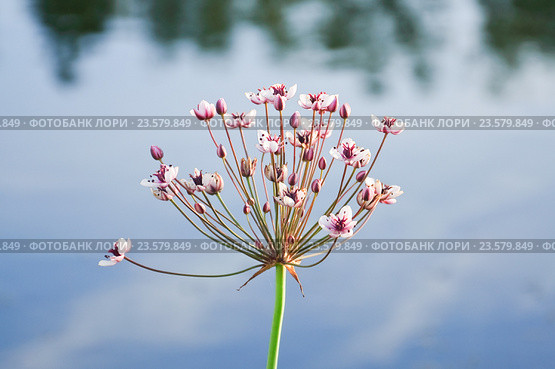 Цветущий Сусак зонтичный (Butomus umbellatus) Стоковое фото, фотограф Алёшина Оксана / Фотобанк Лори