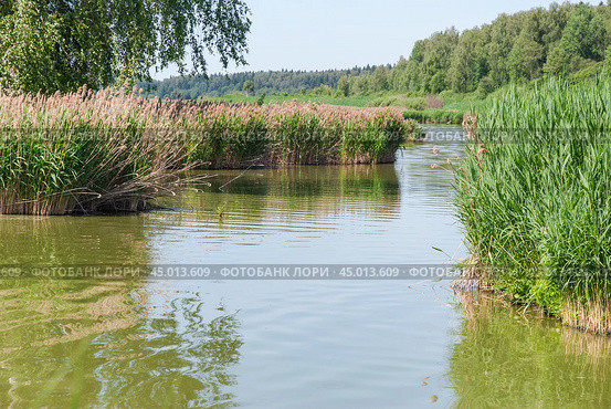 Цветущий тростник обыкновенный (Phragmites australis) (2019 год). Стоковое фото, фотограф Алёшина Оксана / Фотобанк Лори