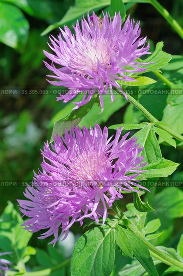 Цветущий василек подбеленный (лат. Centaurea dealbata) в саду крупным планом. Стоковое фото, фотограф Елена Коромыслова / Фотобанк Лори