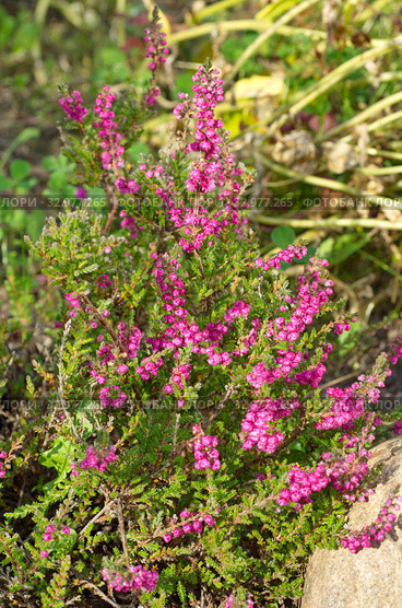 Цветущий вереск обыкновенный (лат. Calluna vulgaris) крупным планом. Стоковое фото, фотограф Елена Коромыслова / Фотобанк Лори