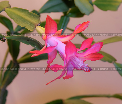 Цветущий зигокактус, шлюмбергера (Schlumbergera)(декабрист) Стоковое фото, фотограф Pukhov K / Фотобанк Лори