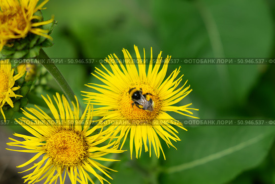 Цветы девясила (Inula) и шмель. Стоковое фото, фотограф Лариса Веселова / Фотобанк Лори