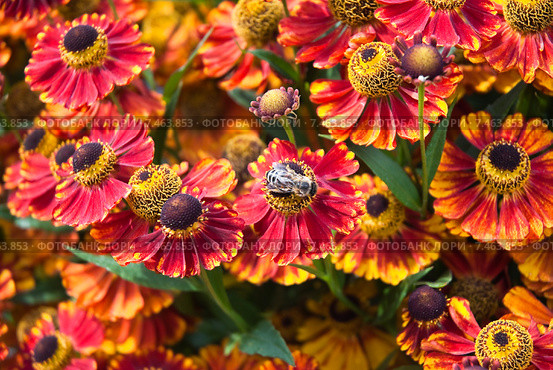 Цветы Гелениума (Helenium) Стоковое фото, фотограф Алёшина Оксана / Фотобанк Лори