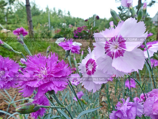 Цветы гвоздики. Гвоздика (лат. Dianthus) - род многолетних растений семейства Гвоздичные (Caryophyllaceae). Травянистое дикорастущее и садовое растение с цветками разнообразной окраски. Стоковое фото, фотограф Сергей Елизарьев / Фотобанк Лори