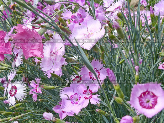 Цветы гвоздики. Гвоздика (лат. Dianthus) - род многолетних растений семейства Гвоздичные (Caryophyllaceae). Травянистое дикорастущее и садовое растение с цветками разнообразной окраски. Стоковое фото, фотограф Сергей Елизарьев / Фотобанк Лори