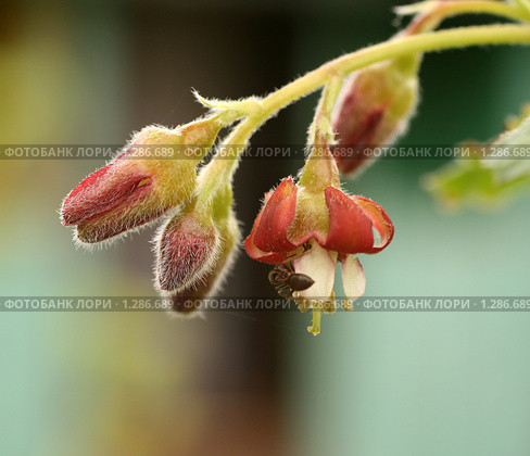 Цветы и бутоны йошты (Ribes nidigrolaria) Стоковое фото, фотограф Щеголева Ольга / Фотобанк Лори