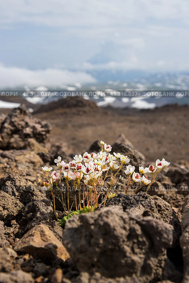 Цветы камнеломки (Saxifraga merkii). Цветущие полевые цветы на скалах и окаменевшая лава на склоне вулкана. Растения полуострова Камчатка. Природа Дальнего Востока России. Стоковое фото, фотограф Андрей Степанов / Фотобанк Лори