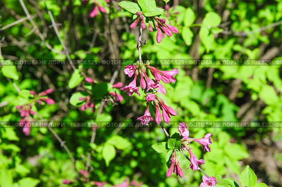 Цветы кустарника Вейгела (Weigela) Стоковое фото, фотограф Алёшина Оксана / Фотобанк Лори