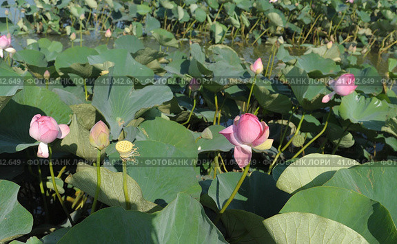 Цветы лотоса орехоносного (лат. Nelumbo nucífera) в Долине лотосов в Ахтанизовском лимане (2023 год). Редакционное фото, фотограф Иванова Анастасия / Фотобанк Лори